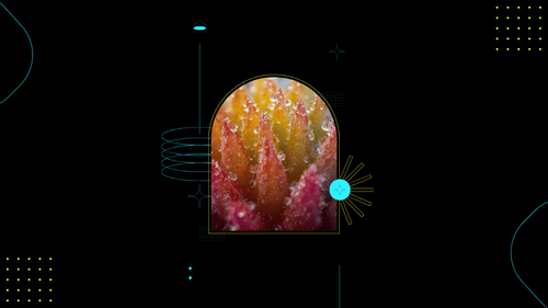 BLOOM macro botanical abstract 500-piece puzzle — multicolored dew drops on experimental plant forms